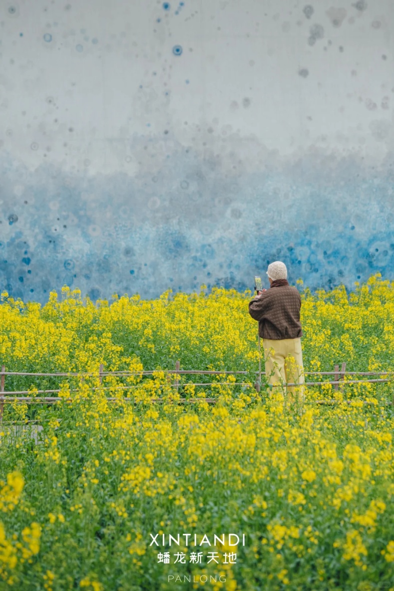 上海的七彩油菜花田，已经美成了莫奈油画！