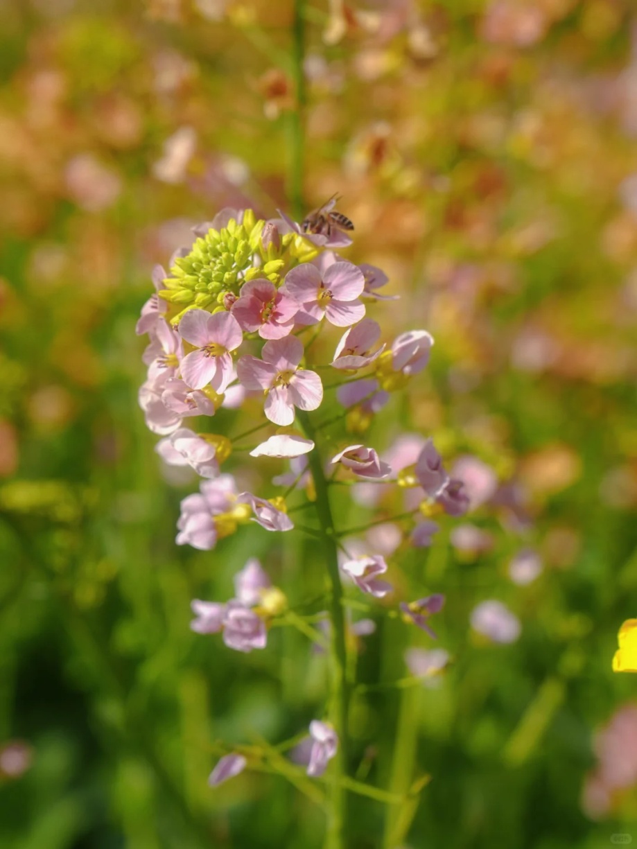 上海的七彩油菜花田，已经美成了莫奈油画！