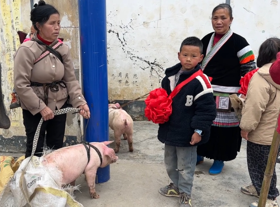 贵州一支教老师奖励学生24头小猪，有学生给在外务工父母打电话：过年回来不用买猪肉