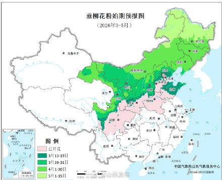 注意！山西等多地进入柏科、垂柳花粉高峰期