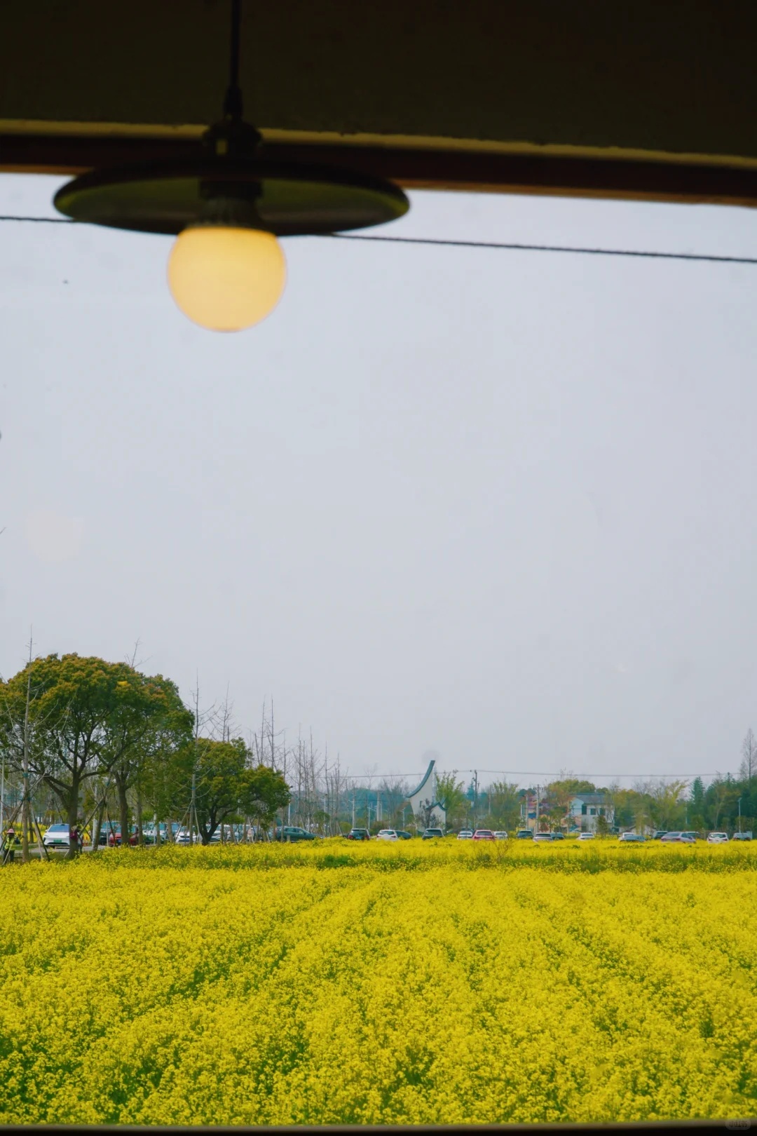 上海的七彩油菜花田，已经美成了莫奈油画！