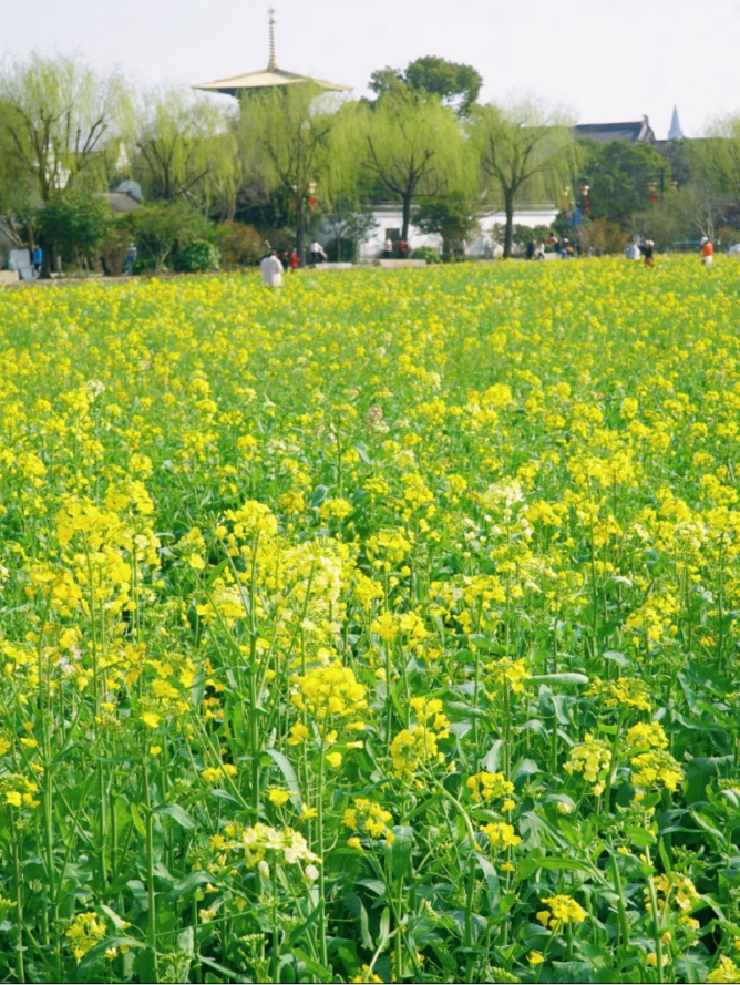 上海的七彩油菜花田，已经美成了莫奈油画！