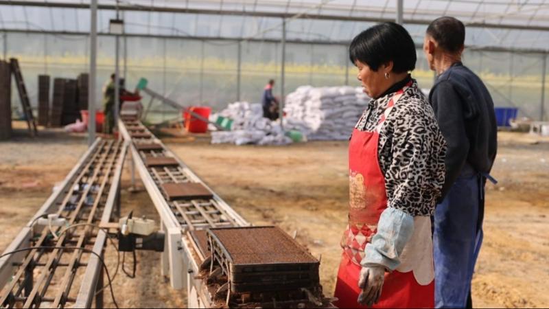 江西宜春：推广集中育秧和代耕代种新模式 春耕备耕效质提升