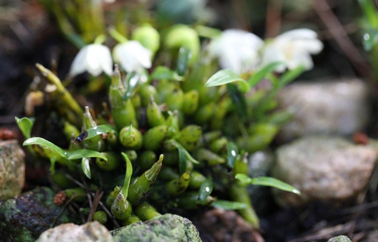 安徽林业总产值约7000亿元 位居全国第一方阵