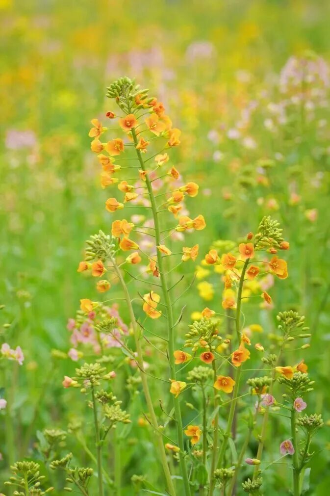 上海的七彩油菜花田，已经美成了莫奈油画！