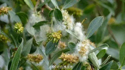 注意！山西等多地进入柏科、垂柳花粉高峰期