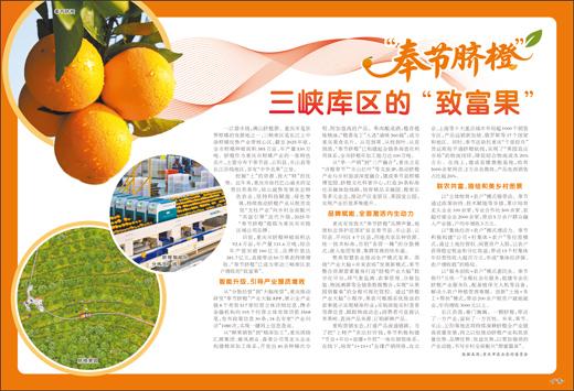 “奉节脐橙” &nbsp;三峡库区的“致富果”