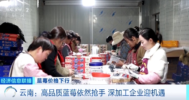 蓝莓价格显著下跌