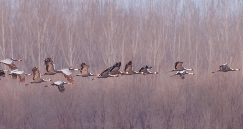 多种珍稀候鸟归来 北京密云迎来候鸟迁徙高峰