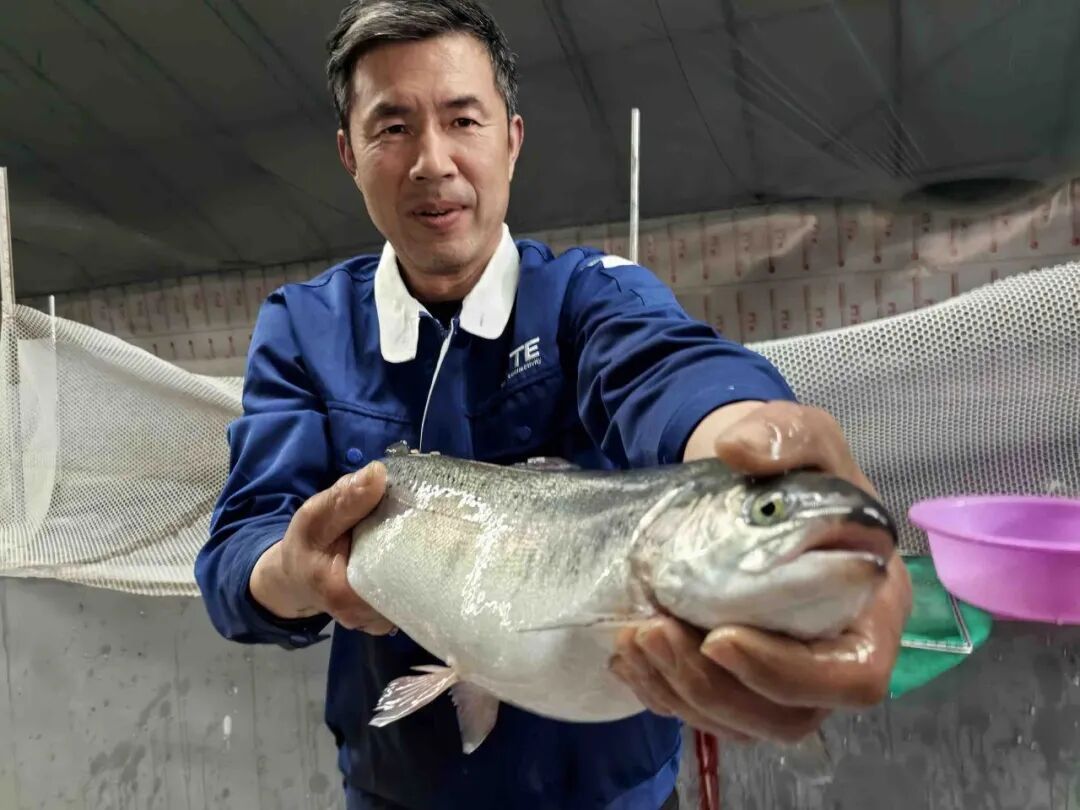 已出苗5万斤，超期待！青岛人爱吃的这种鱼即将“游”上餐桌