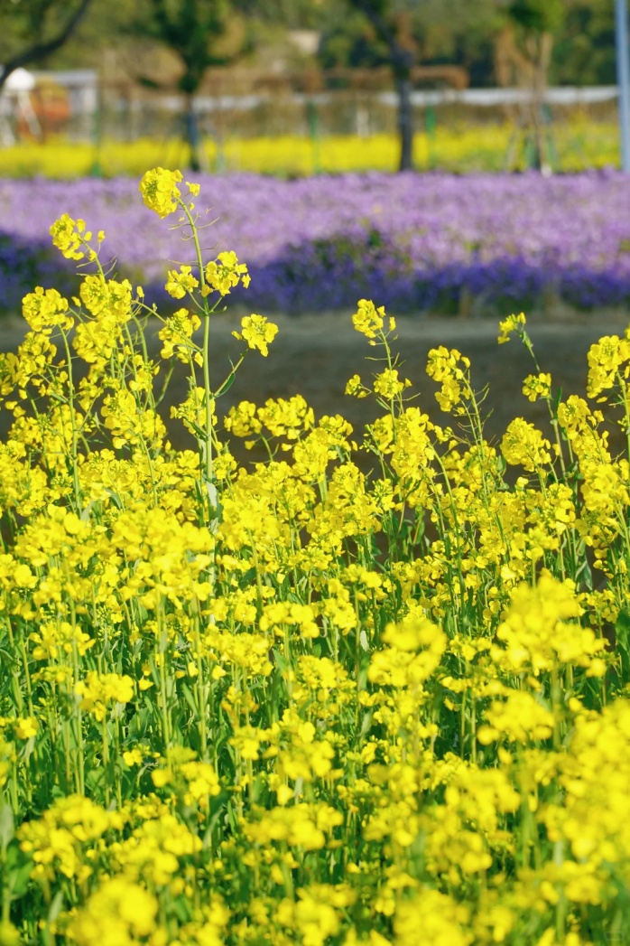 上海的七彩油菜花田，已经美成了莫奈油画！
