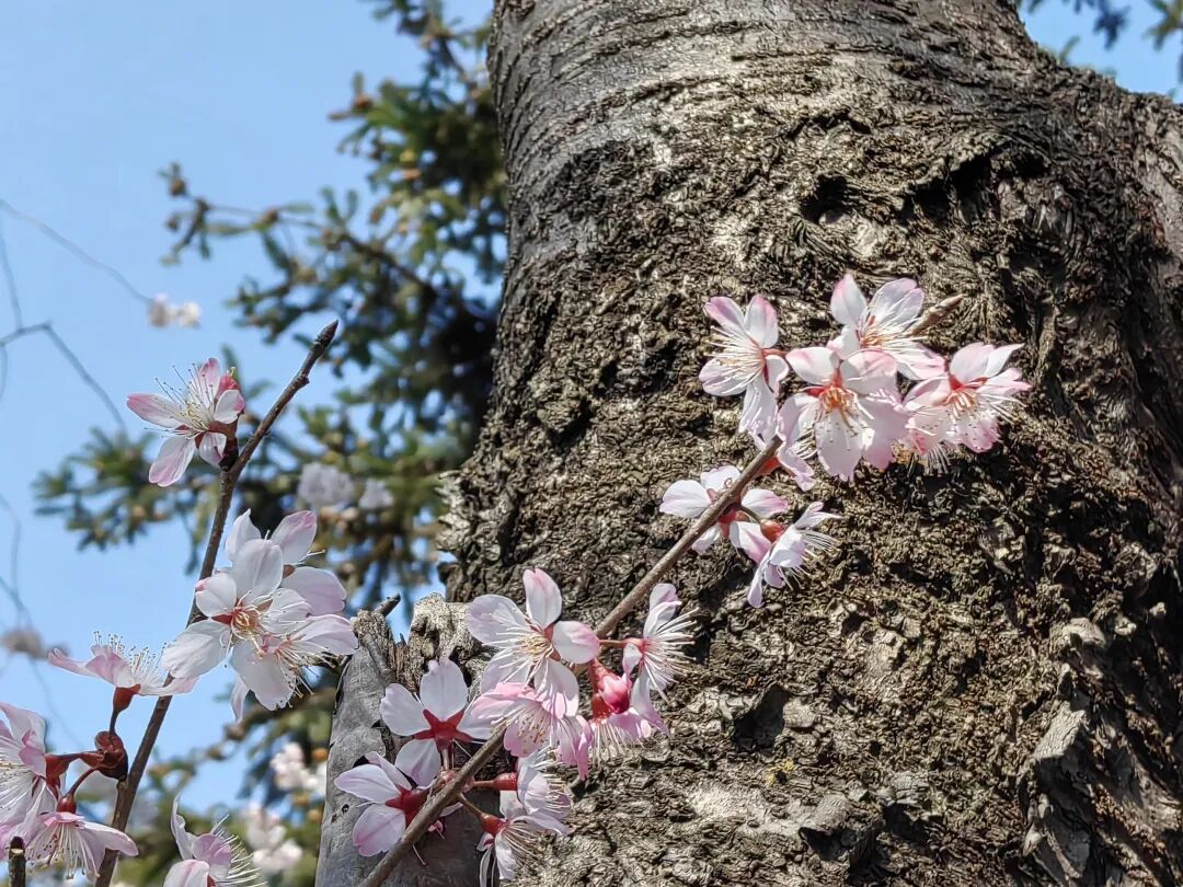 直冲20°C，武汉雨停时间来了！