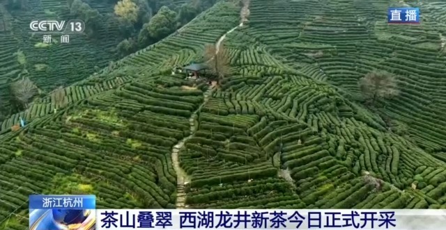 西湖龙井今日开采 三招教你辨别真伪