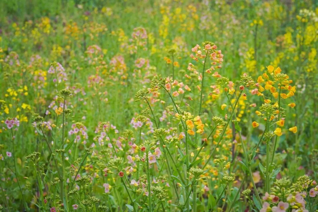 上海的七彩油菜花田，已经美成了莫奈油画！