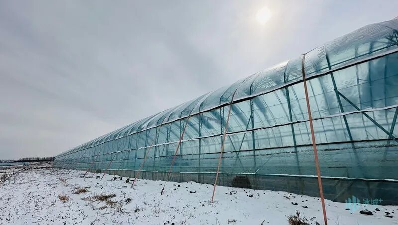 哈尔滨市备春耕有序推进，超八成春耕生产种子已下摆