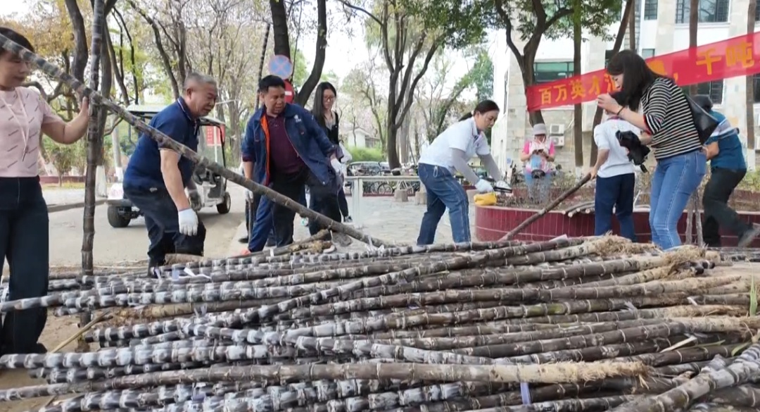 广外：三万根甘蔗免费派！学生：“爱吃多发”！