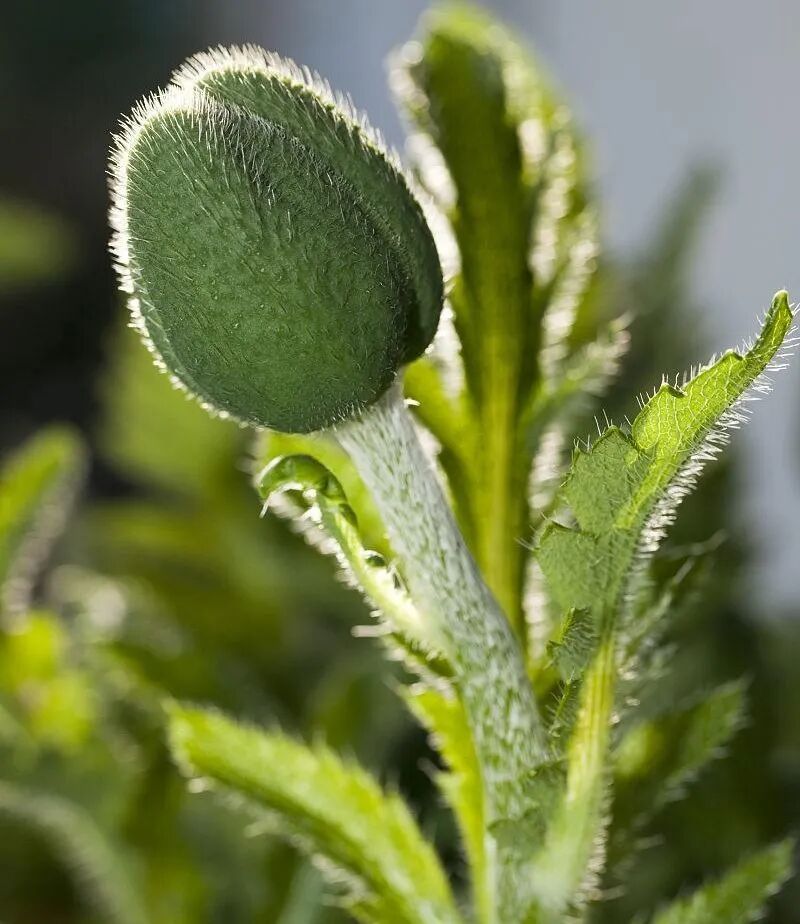 别让“偏方”和“好奇”害了你！