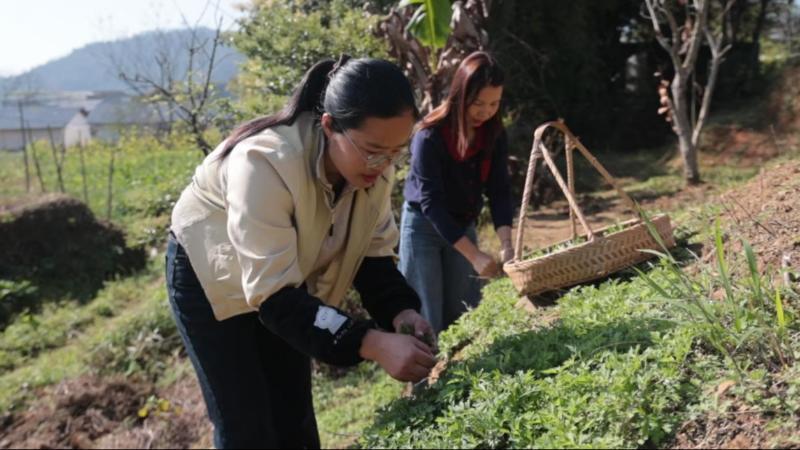 江西全南：春日艾草香 巧手制春味