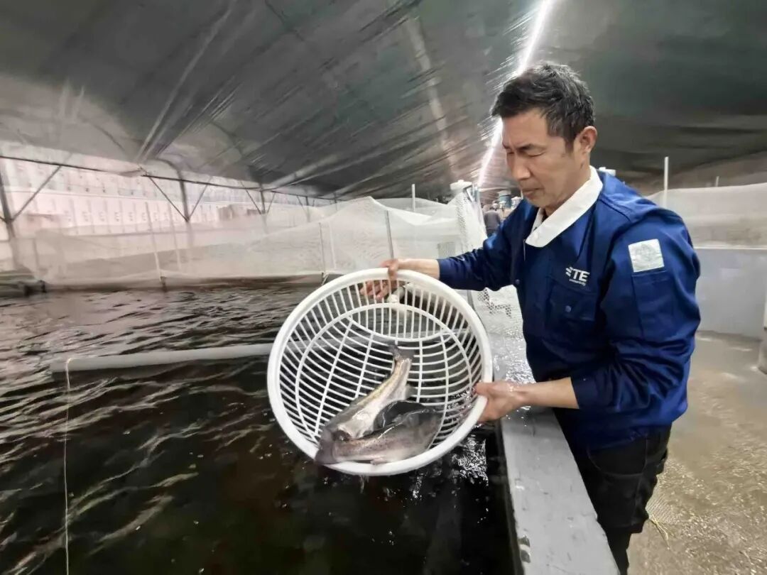 已出苗5万斤，超期待！青岛人爱吃的这种鱼即将“游”上餐桌