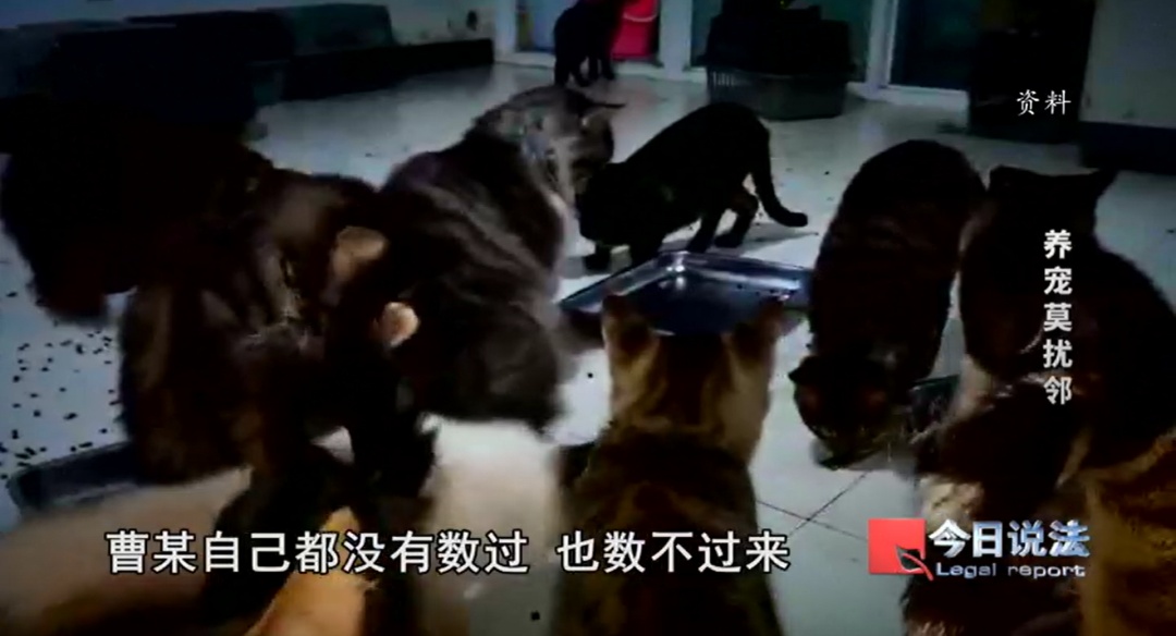 为“提升阳气”在房屋内养了几十只猫，邻居无法忍受刺鼻臭味，矛盾如何解？