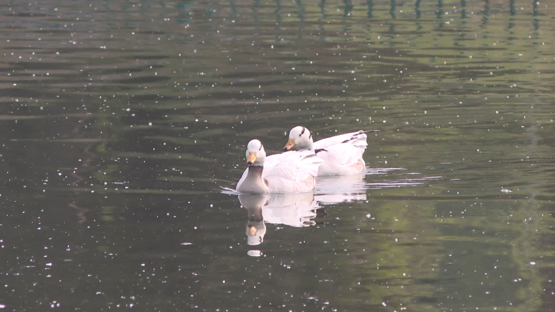 银鸥“打卡”北京永定河畔！