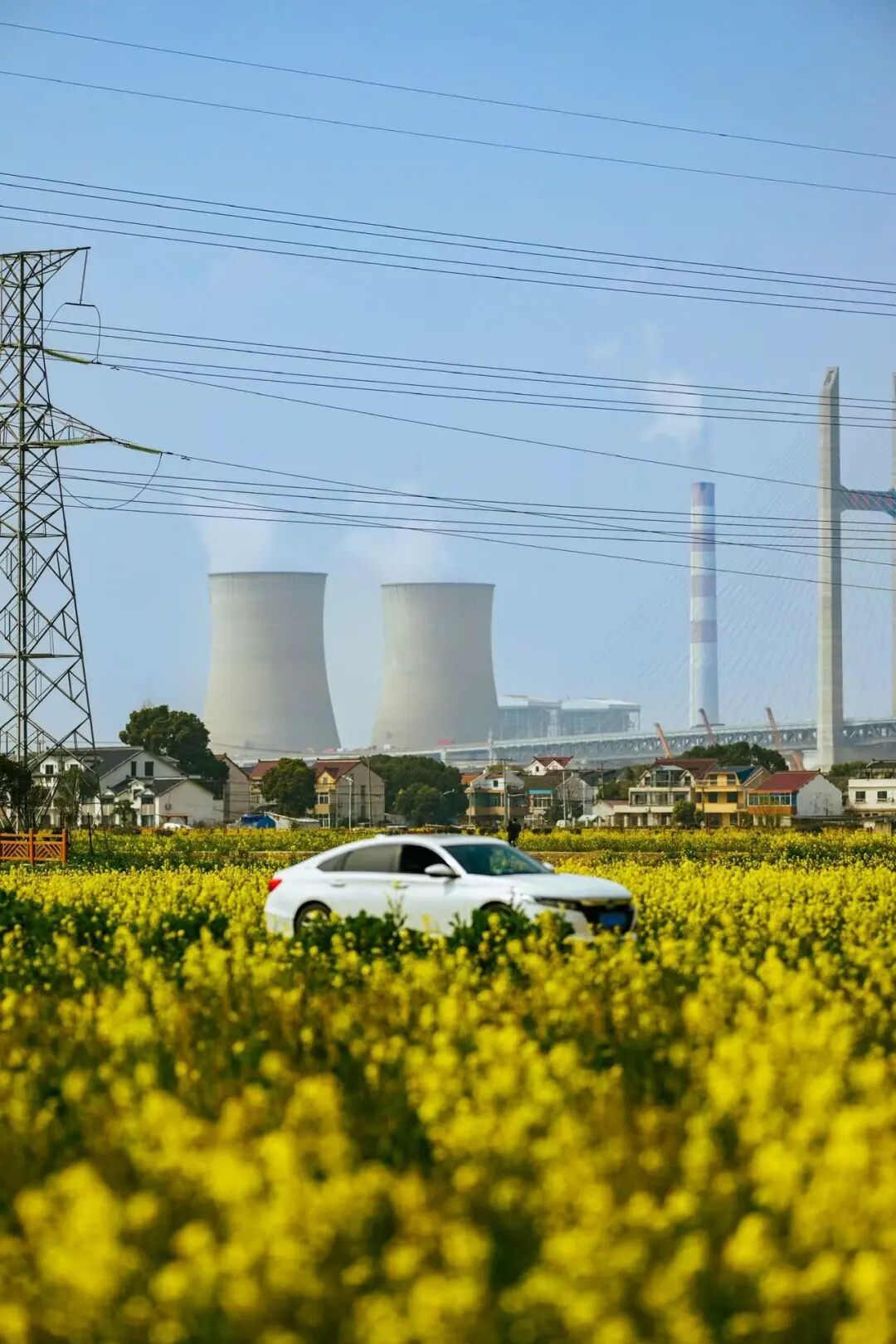 上海的七彩油菜花田，已经美成了莫奈油画！