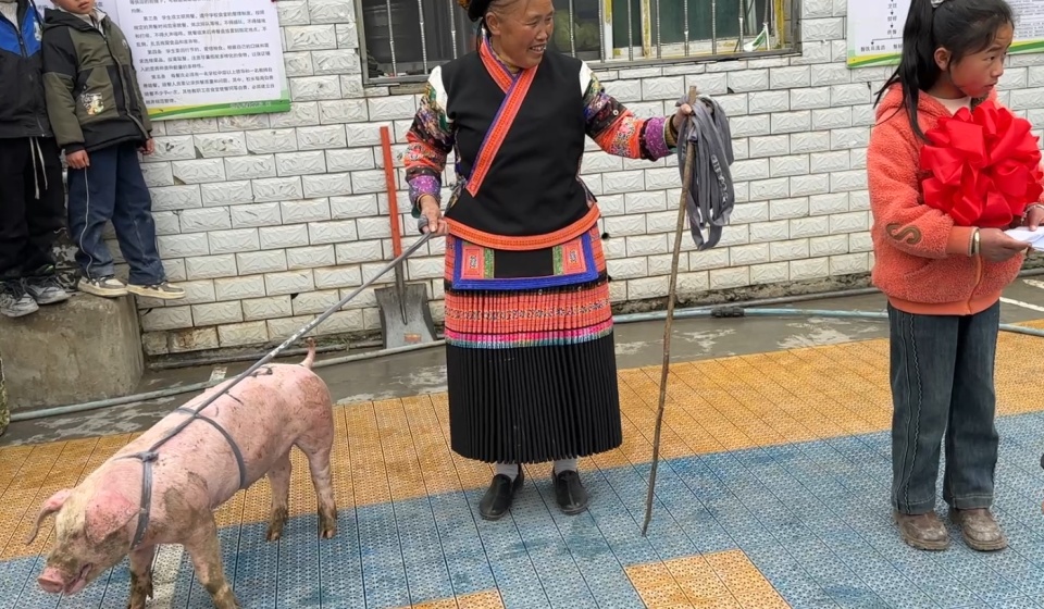 贵州一支教老师奖励学生24头小猪，有学生给在外务工父母打电话：过年回来不用买猪肉
