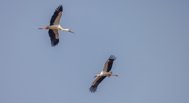 多种珍稀候鸟归来 北京密云迎来候鸟迁徙高峰
