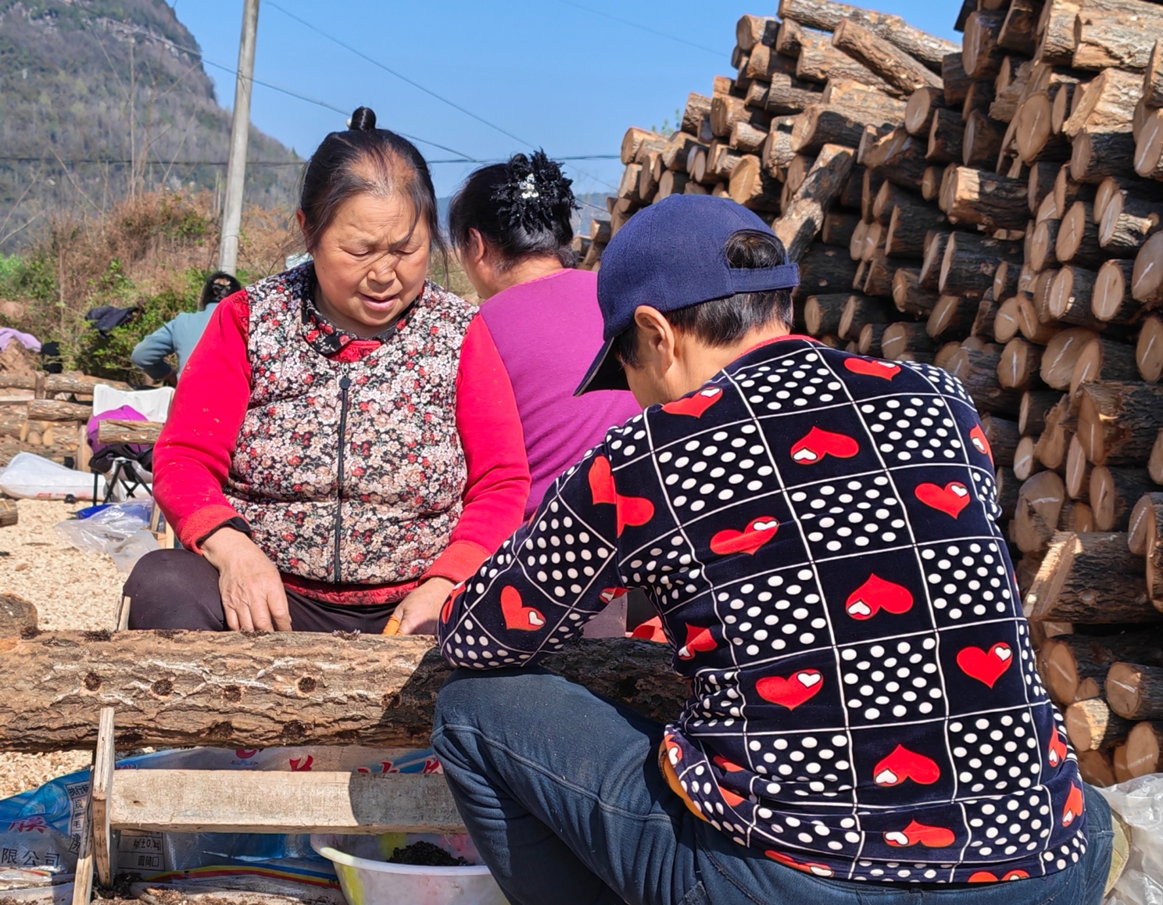 “银耳姐姐”伏淑媛：返乡种银耳 带富众乡邻
