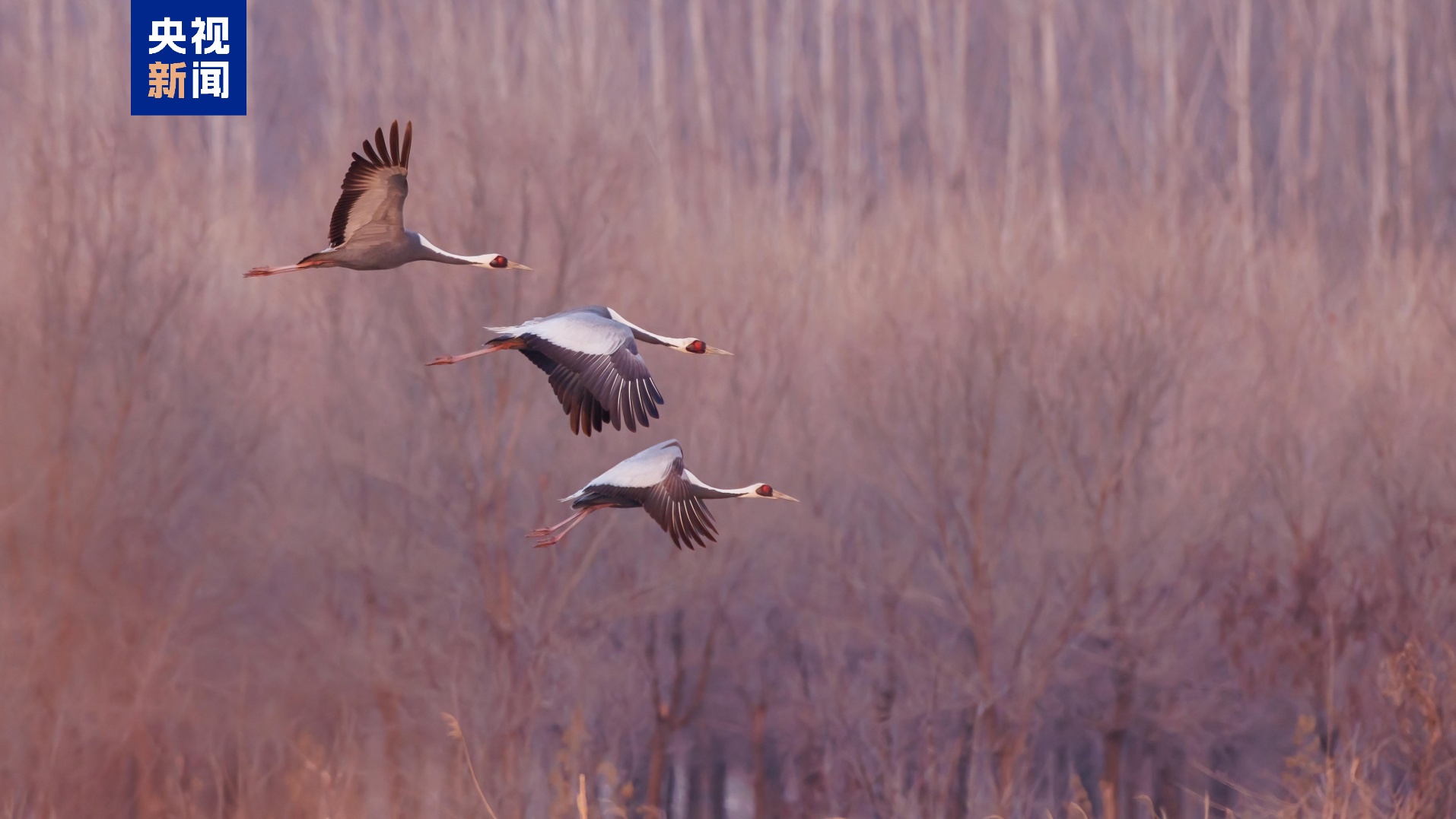 东方白鹳、白枕鹤……北京密云迎来候鸟迁徙高峰