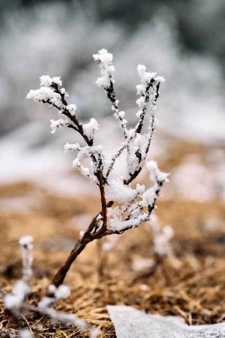 青海春雪把氛围感拉满了