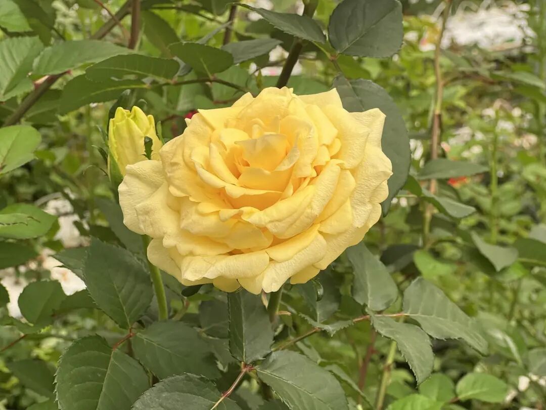 “文秀”，回家了！