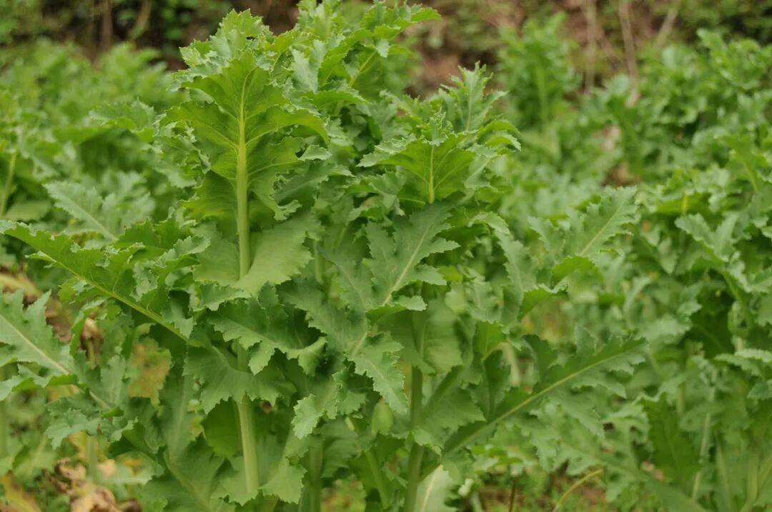 别让“偏方”和“好奇”害了你！