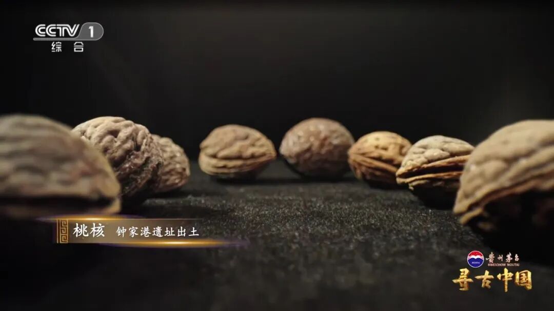 挖出20万公斤炭化稻米！良渚古城的“粮食安全防线”有多强