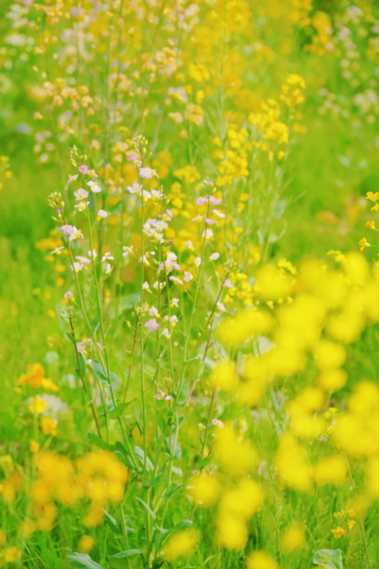 上海的七彩油菜花田，已经美成了莫奈油画！