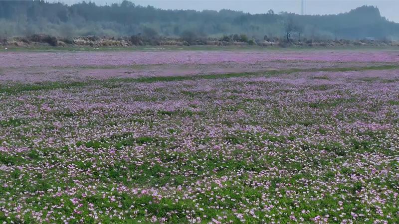江西南城：千亩紫云英绽放 春日花海绘就生态画卷