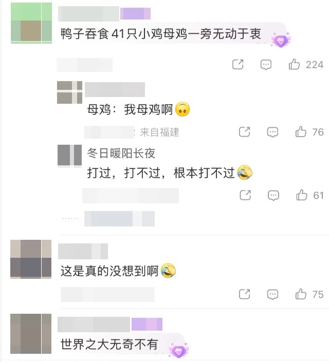 小鸡离奇失踪，47只剩6只！女主人怀疑过狗、黄鼠狼、老鼠，“凶手”让其傻眼