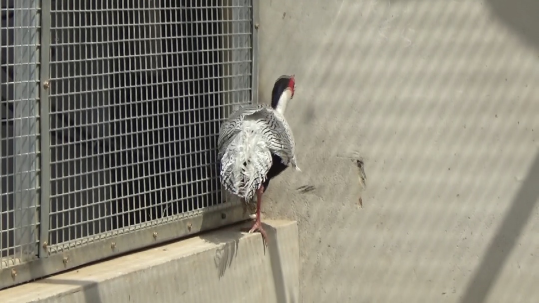 银鸥“打卡”北京永定河畔！