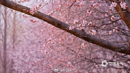 北京奥森山桃花盛开