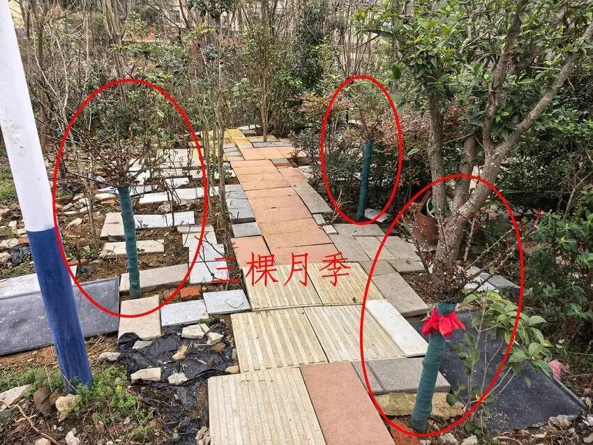 名贵月季接连被盗 民警化身 “追花人”