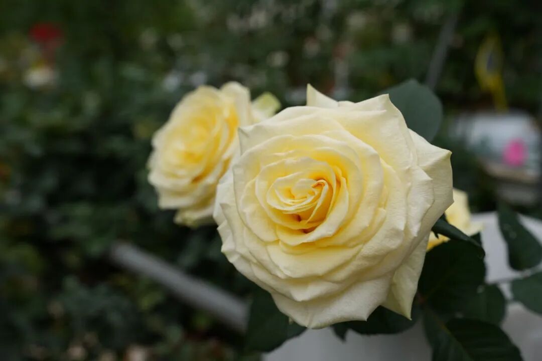 “文秀”，回家了！