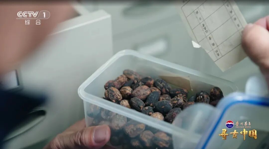 挖出20万公斤炭化稻米！良渚古城的“粮食安全防线”有多强