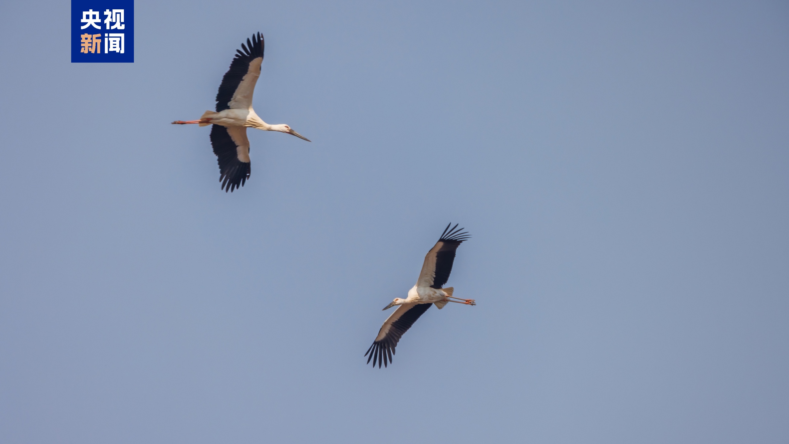 东方白鹳、白枕鹤……北京密云迎来候鸟迁徙高峰