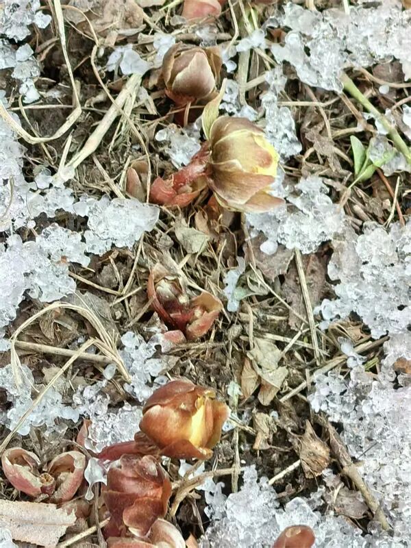 不用远走寻芳！冰城“报春第一花”绽放东林校园，市区即可邂逅冰凌花