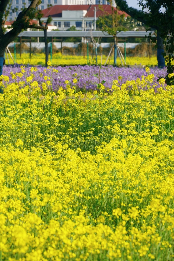 上海的七彩油菜花田，已经美成了莫奈油画！