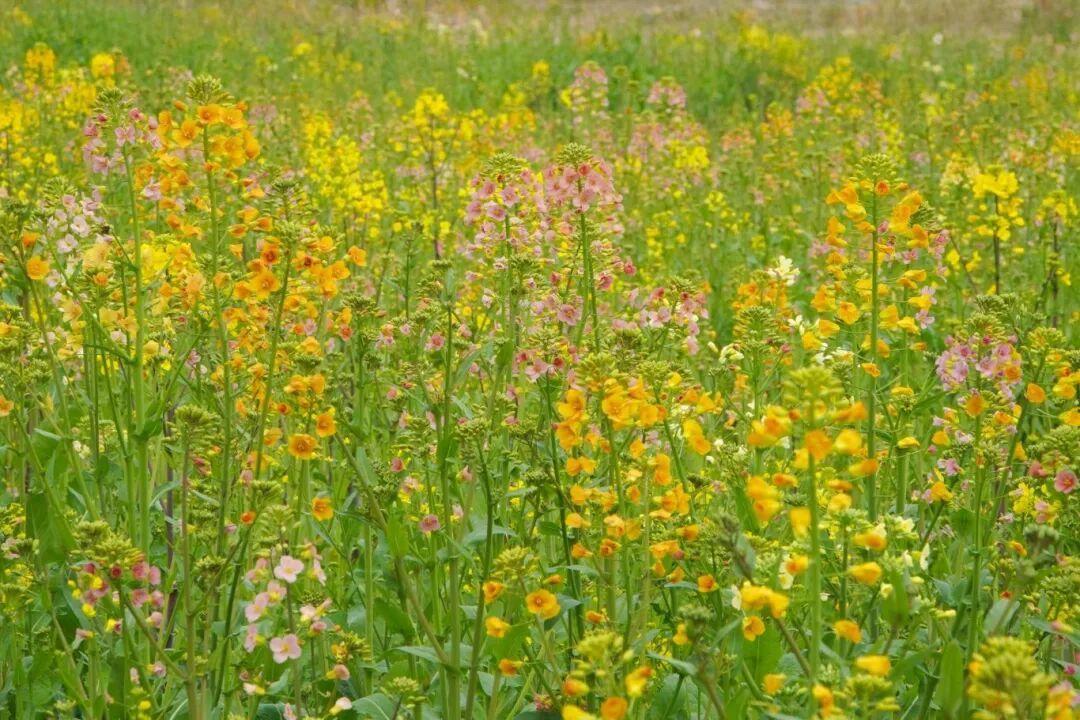 上海的七彩油菜花田，已经美成了莫奈油画！