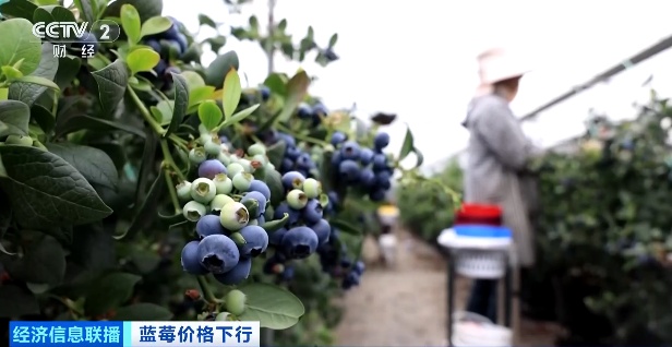 蓝莓价格显著下跌