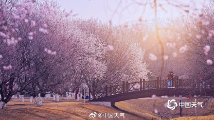 北京奥森山桃花盛开