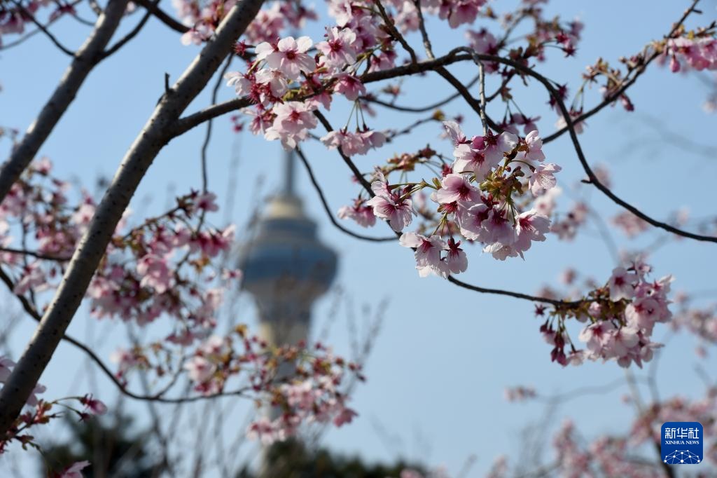 北京玉渊潭春花争艳
