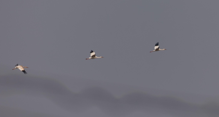 多种珍稀候鸟归来 北京密云迎来候鸟迁徙高峰